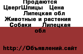 Продаются ЦвергШпицы › Цена ­ 20 000 - Липецкая обл. Животные и растения » Собаки   . Липецкая обл.